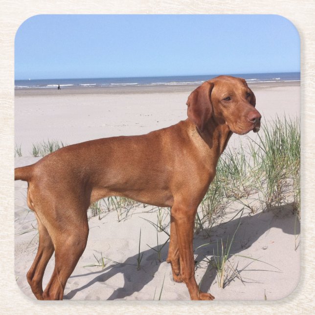 Dessous-de-verre Carré En Papier vizsla pleine (Devant)