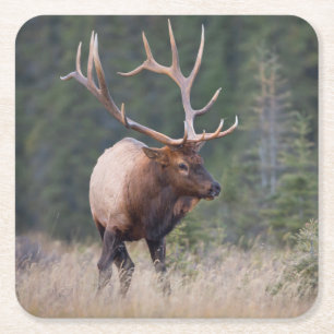 Dessous-de-verre Carré En Papier Wapiti des Montagnes Rocheuses