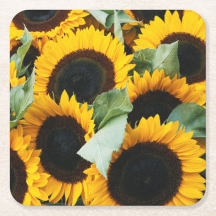 Dessous-de-verre Carré En Papier Washington, Seattle, Tournesol en vente de brochet