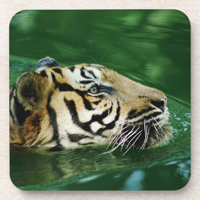 Dessous-de-verre Casque de natation en tigre malaisien (Devant)