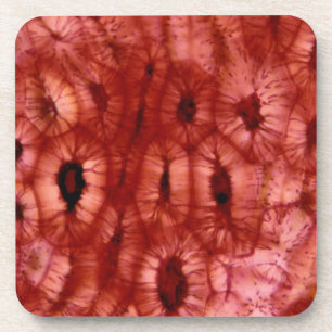 Dessous-de-verre Cellules de Sclerenchyma d'un puits de cerise