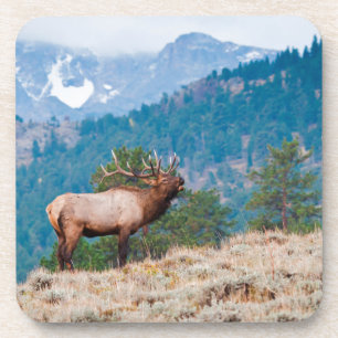 Dessous-de-verre Cerf (Cervus Elephus) mâle bramant