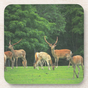 Dessous-de-verre Cerfs communs de Sika se tenant dans une clairièr