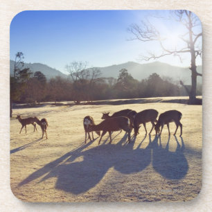 Dessous-de-verre Cerfs communs en parc à Nara, préfecture de Nara