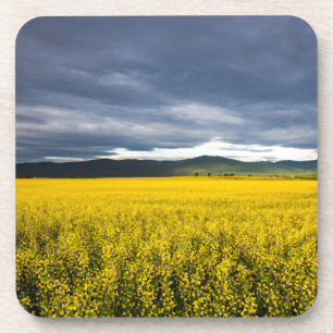 Dessous-de-verre Champ de canola à la lumière du matin dans le Flat