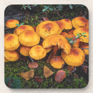 Dessous-de-verre Champignons orange en patagonie, ushuaia, arg