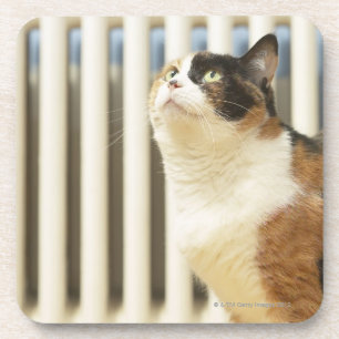 Dessous-de-verre Chat à côté de radiateur