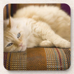 Dessous-de-verre Chat assez jaune de tabi s'étendant sur le divan