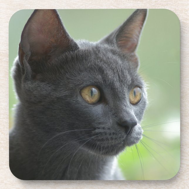 Dessous-de-verre Chat bleu russe (Devant)