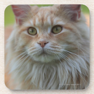 Dessous-de-verre Chat de ragondin principal