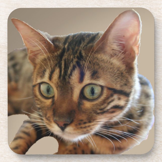 Dessous-de-verre Chat du Bengale (Devant)