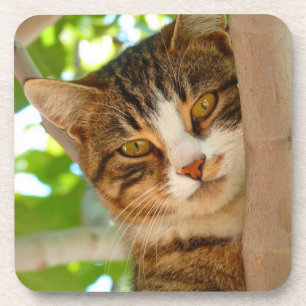Dessous-de-verre Chat mignon grimpant à un arbre