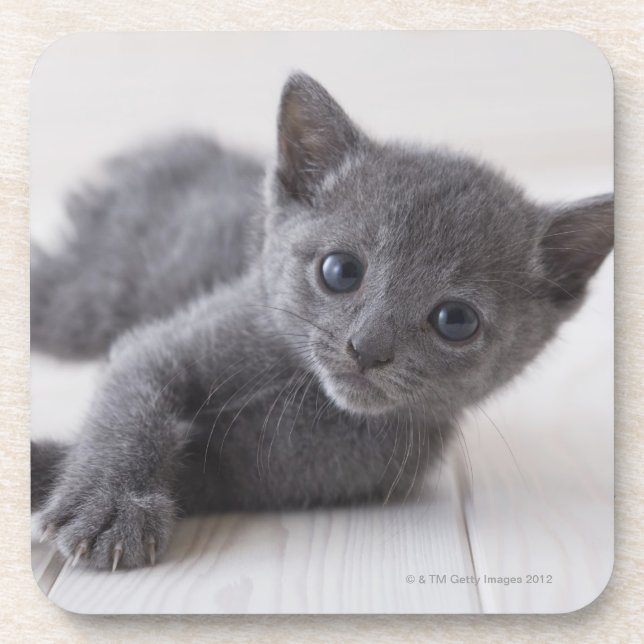 Dessous-de-verre Chaton bleu russe (Devant)