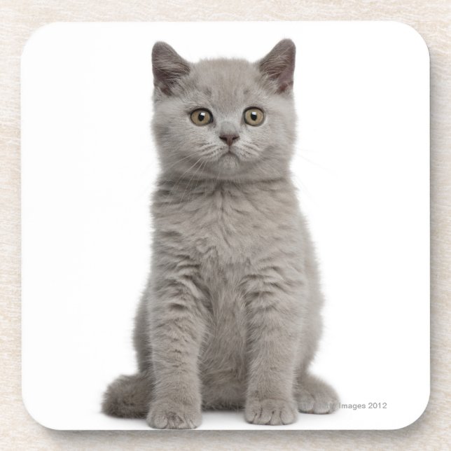 Dessous-de-verre Chaton britannique de Shorthair (10 semaines de) 2 (Devant)