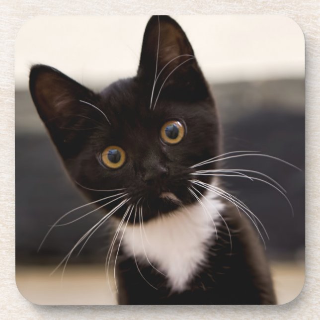 Dessous-de-verre Chaton noir et blanc mignon de smoking (Devant)