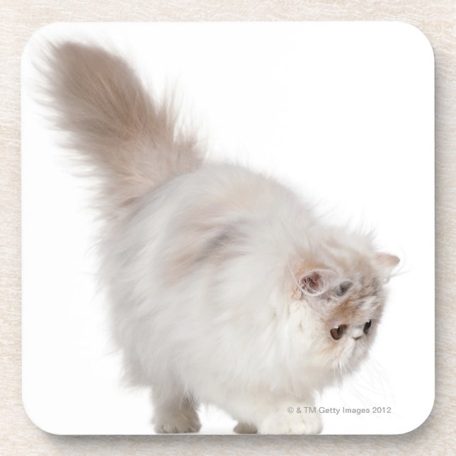 Dessous-de-verre Chaton persan (3 mois) (Devant)