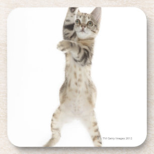 Dessous-de-verre Chaton se tenant sur les pattes arrières