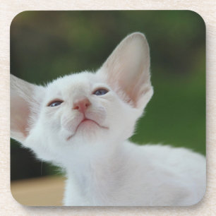 Dessous-de-verre Chaton siamois blanc