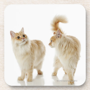 Dessous-de-verre Chats de Munchkin