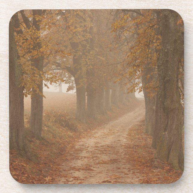 Dessous-de-verre Chemin boisé bordé d'arbres d'automne (Devant)