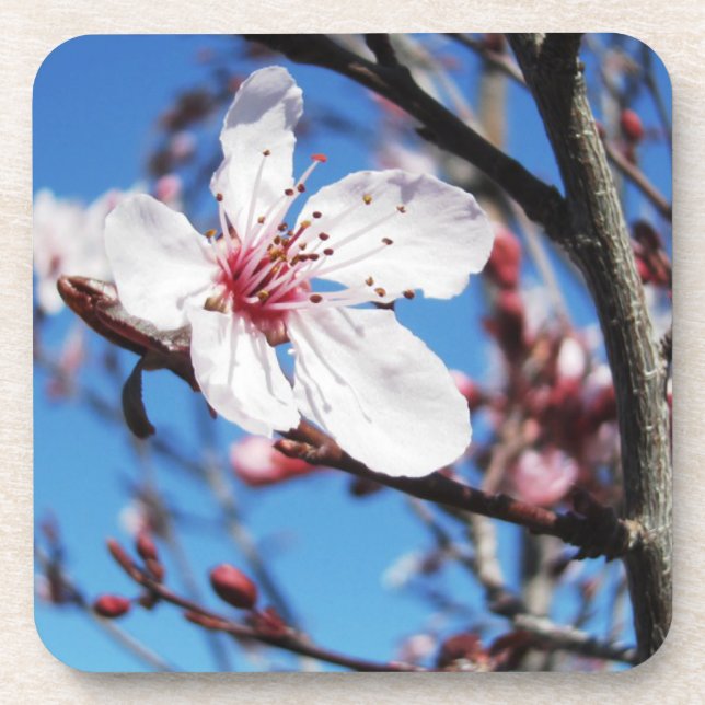 Dessous-de-verre Cherry Blossom 2 (Devant)