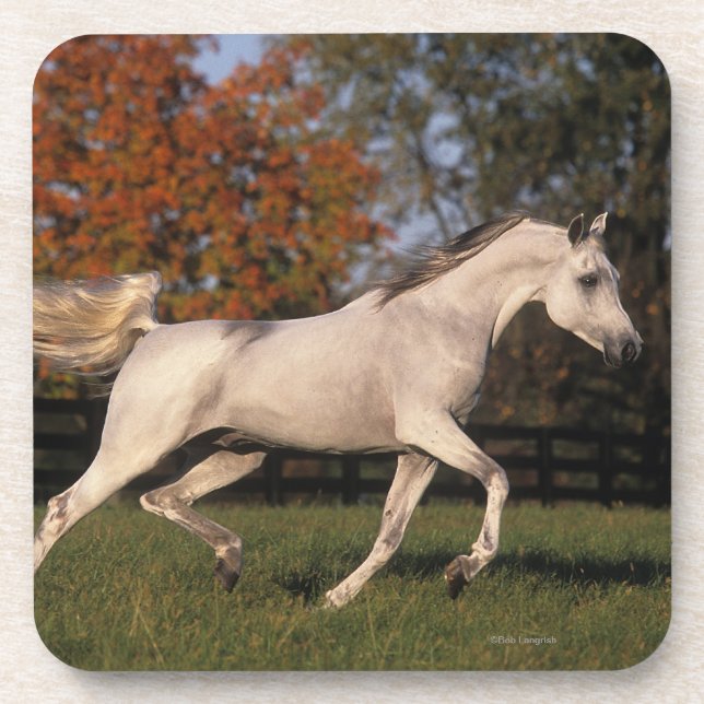 Dessous-de-verre Cheval arabe : Automne 2 (Devant)