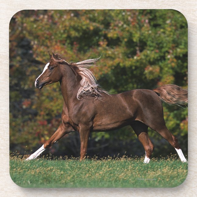 Dessous-de-verre Cheval arabe fonctionnant dans le domaine herbeux (Devant)