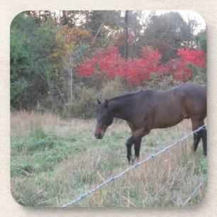 Dessous-de-verre Cheval Brown dans les arbres d'automne rouges