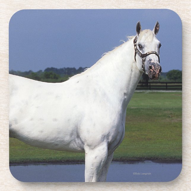 Dessous-de-verre Cheval d'Appaloosa (Devant)