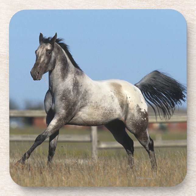 Dessous-de-verre Cheval d'Appaloosa courant 3 (Devant)