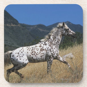 Dessous-de-verre Cheval d'Appaloosa courant la montagne