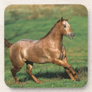 Dessous-de-verre Cheval d'Appaloosa fonctionnant dans le domaine