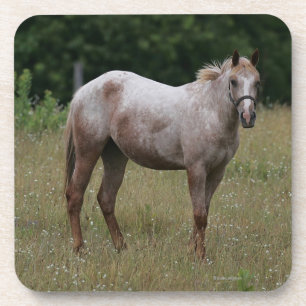 Dessous-de-verre Cheval d'Appaloosa se tenant dans l'herbe