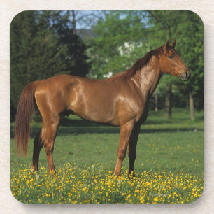 Dessous-de-verre Cheval de pur sang en fleurs