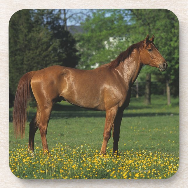 Dessous-de-verre Cheval de pur sang en fleurs (Devant)