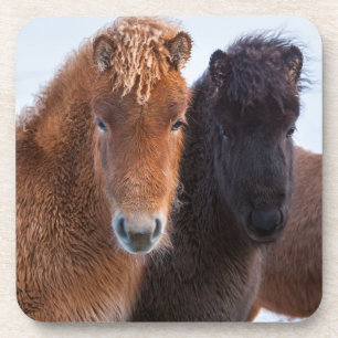 Dessous-de-verre Cheval islandais en hiver en Islande