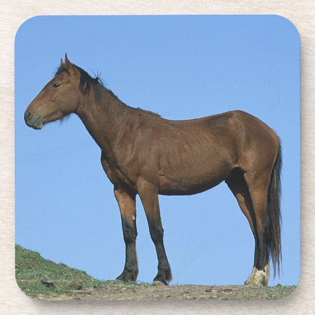 Dessous-de-verre Cheval sauvage de mustang (Devant)