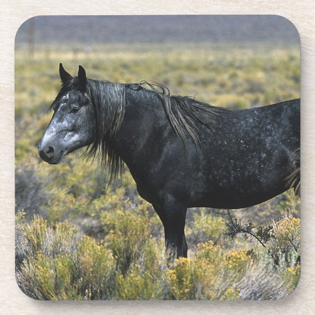 Dessous-de-verre Cheval sauvage de mustang dans le désert (Devant)