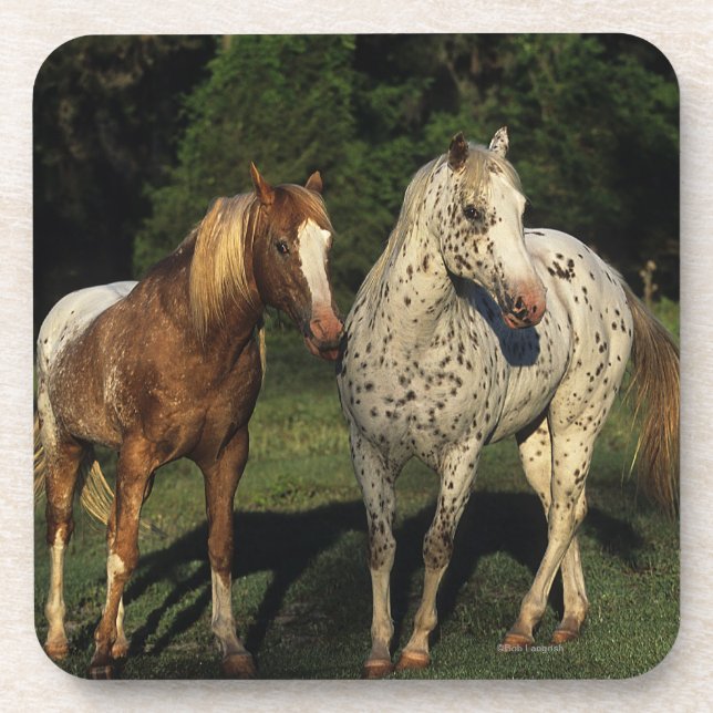 Dessous-de-verre Chevaux d'Appaloosa (Devant)