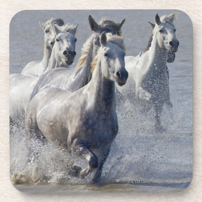 Dessous-de-verre Chevaux de Camargue fonctionnant sur le marécage (Devant)