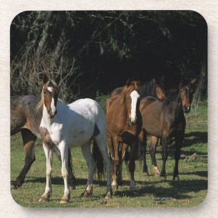Dessous-de-verre Chevaux sauvages 1 de mustang