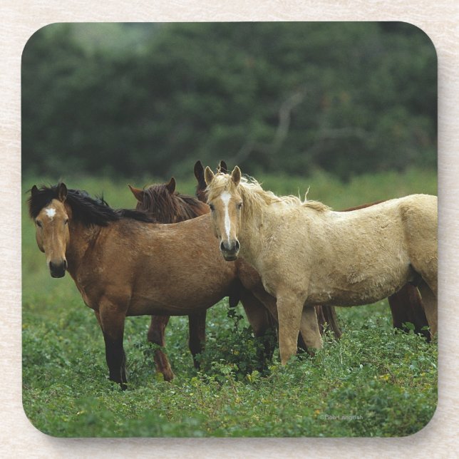 Dessous-de-verre Chevaux sauvages 4 de mustang (Devant)