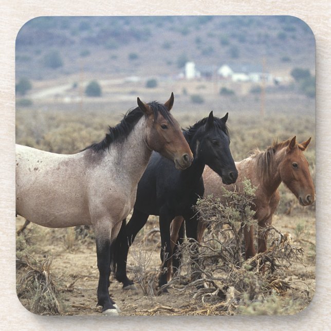 Dessous-de-verre Chevaux sauvages 5 de mustang (Devant)