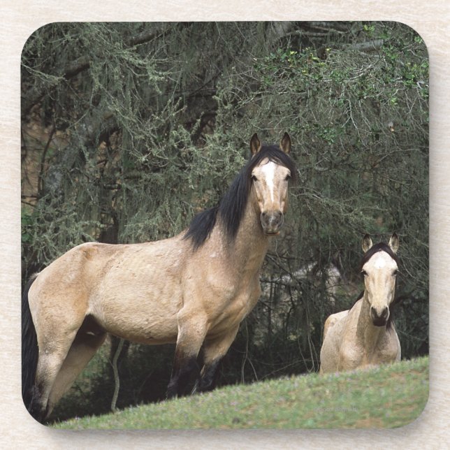 Dessous-de-verre Chevaux sauvages 6 de mustang (Devant)