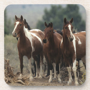 Dessous-de-verre Chevaux sauvages 7 de mustang