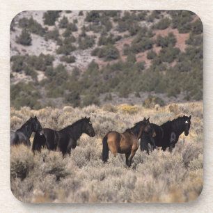 Dessous-de-verre Chevaux sauvages de mustang dans le désert 2