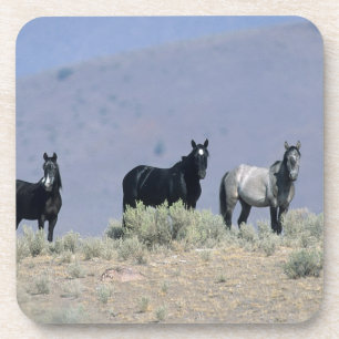 Dessous-de-verre Chevaux sauvages de mustang dans le désert 3