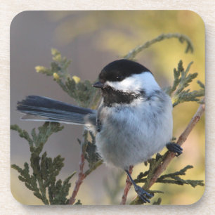 Dessous-de-verre Chickadee_9695