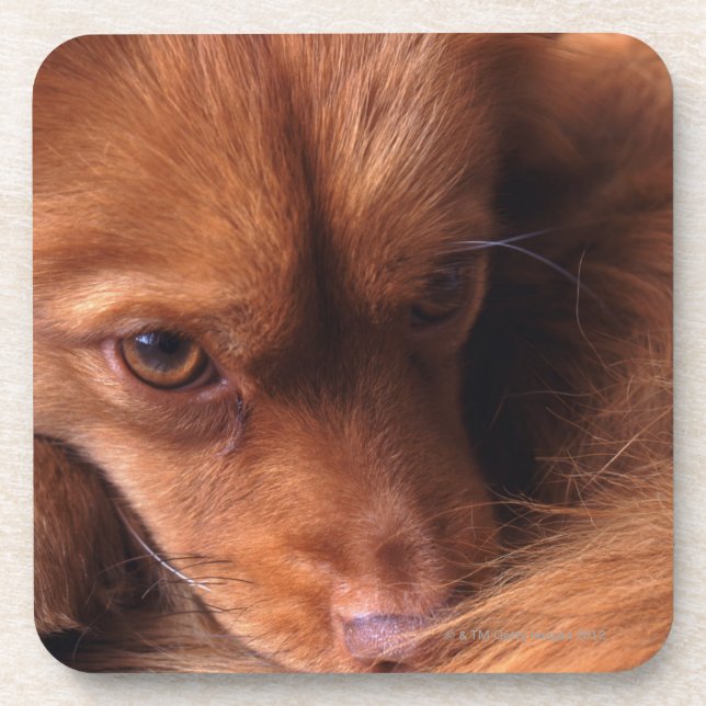 Dessous-de-verre chien (Devant)