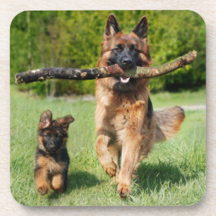 Dessous-de-verre Chien berger allemand à longue chair et chiot